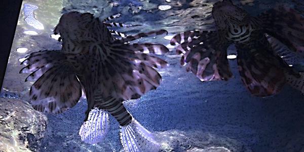 068-Helsinki, Sea Life centrum