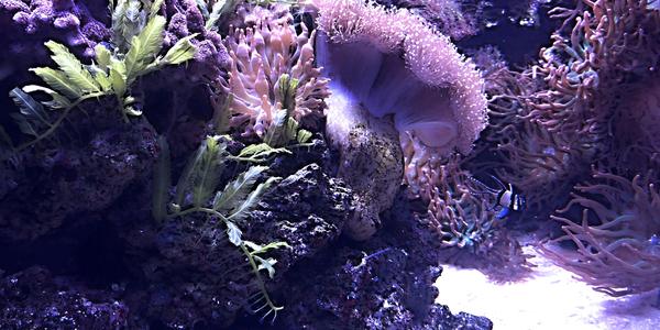 069-Helsinki, Sea Life centrum