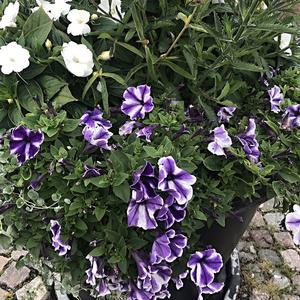 080-Helsinki, na nábřeží