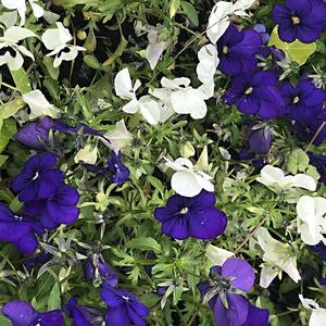 085-Helsinki, barvy Finska