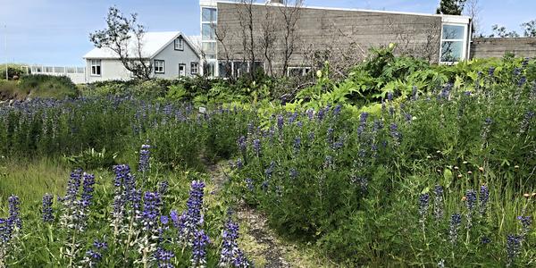 133-Reykjavík, na pobřežní promenádě