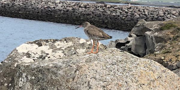 136-Reykjavík, na pobřežní promenádě