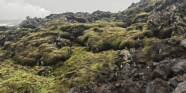 025-Reykjanes, stará lávová pole cestou do Modré laguny