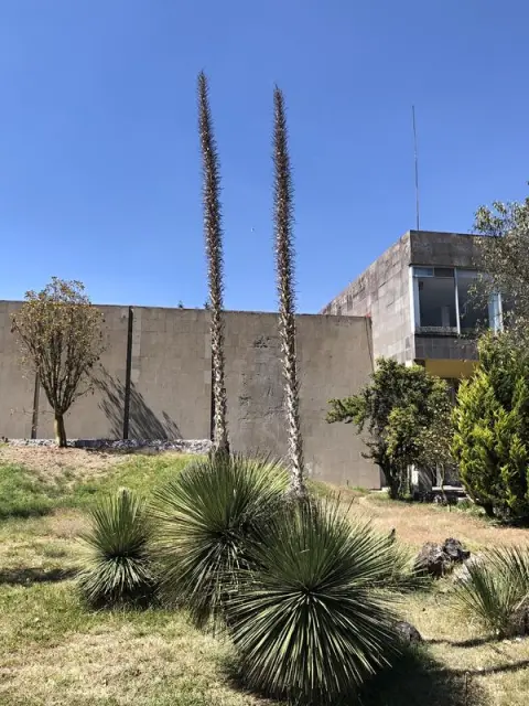 Teotihuacán, Idria columnaris