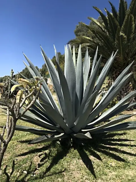 Cholula, vegetace