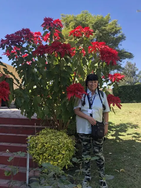 Cholula, Euphorbia pulcherrima