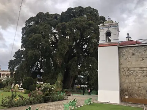 Arbol del Tule