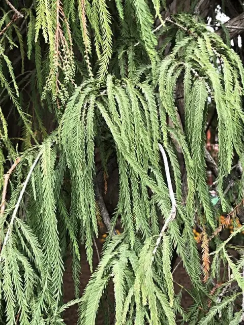 Arbol del Tule