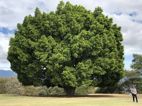 Monte Albán, Ficus benjamina