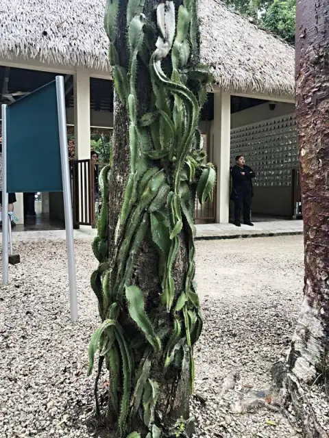 Palenque, vánoční kaktus u vstupu na lokalitu