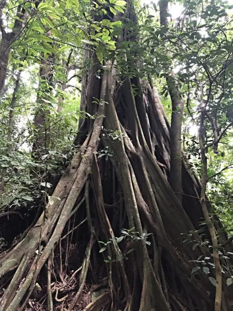 Palenque
