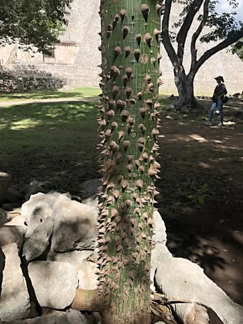 Uxmal, mladá ceiba se musí bránit