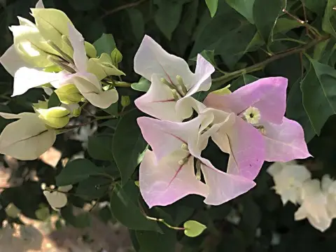 Yucatán, bouganvilea