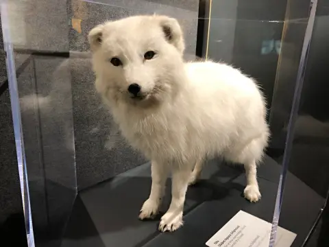 Reykjavík, expozice v Perlaan