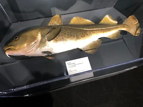 Reykjavík, expozice v Perlaan