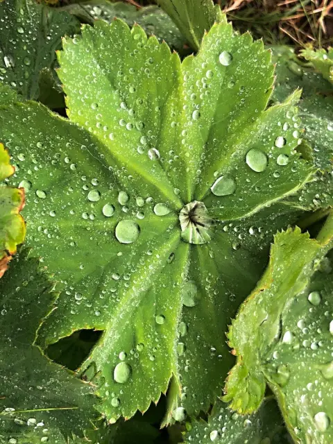 Alchemilla, tady všude...