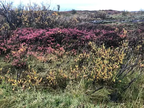 Thingvellir