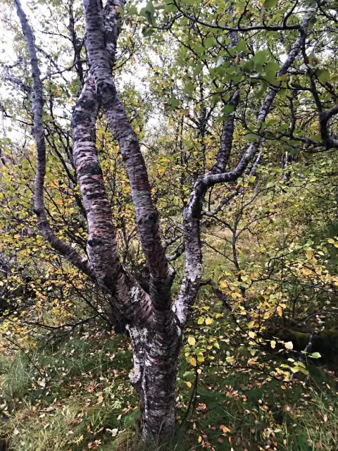Thingvellir