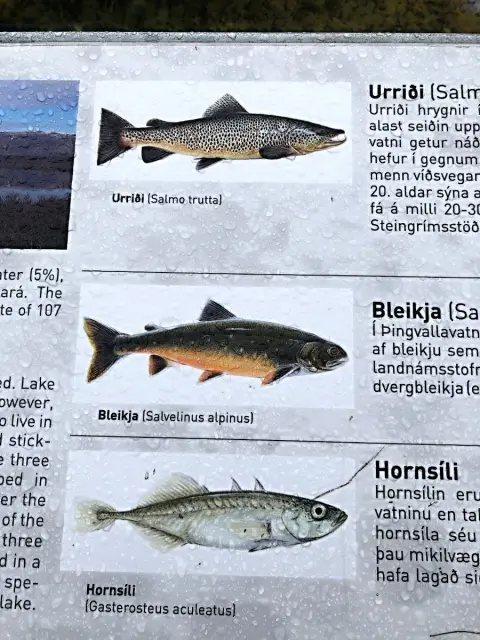 Thingvellir