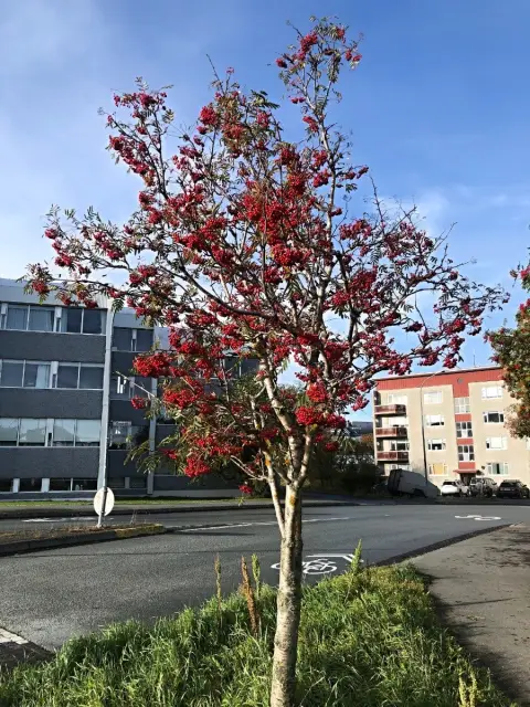 Reykjavík, na ulici