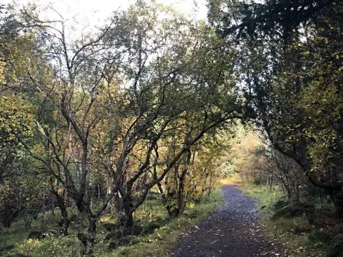 Reykjavík, Oskjuhlíd, kousek lesa