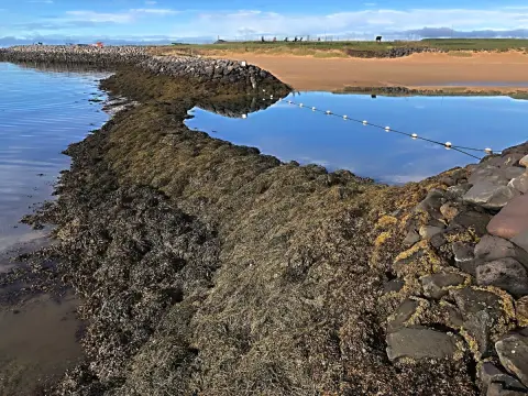 Reykjavík, Nautholtsvík, hromady chaluh za odlivu