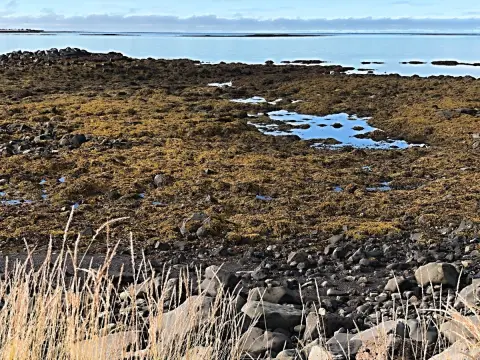 Reykjavík, na pobřežní stezce
