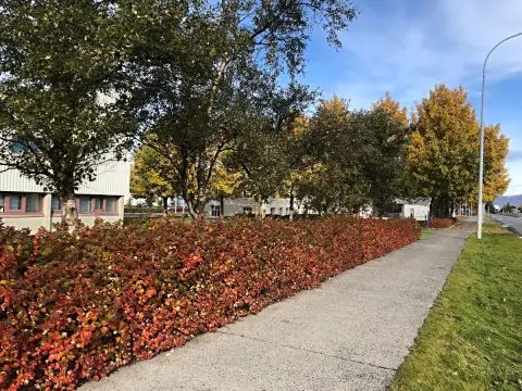 Reykjavík, zpět ve městě