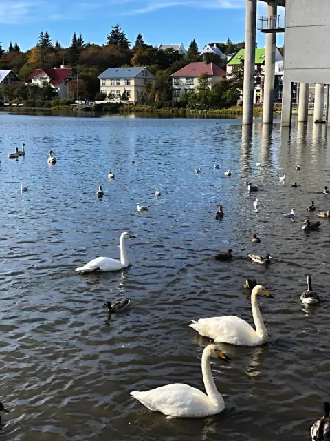 Reykjavík, rybník Tjornin