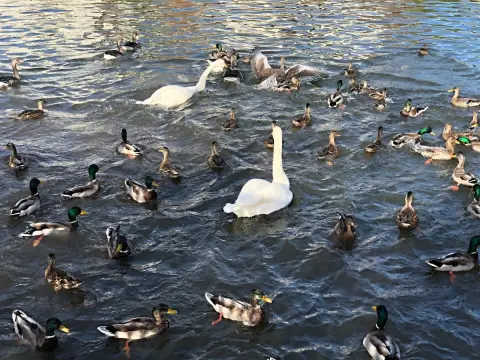 Reykjavík, rybník Tjornin